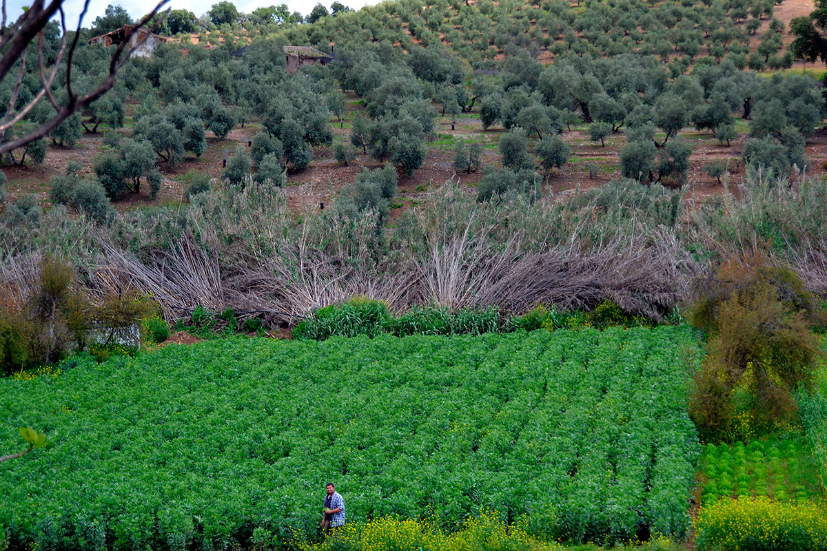 Huerta ecológica