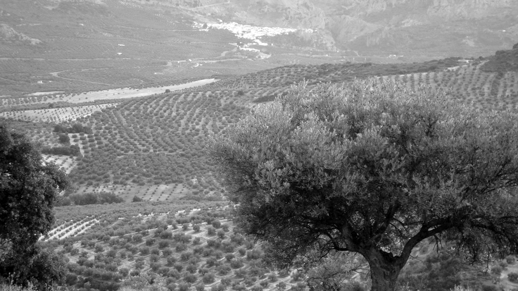 Aceite ecológico