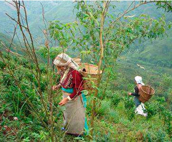 Potong Tea Workers Welfare Committee (INDIA)