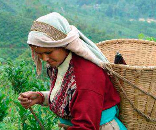 Potong Tea Workers Welfare Committee (INDIA)