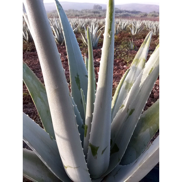 Planta Aloe Vera Ecologica. / La Huerta Lunera